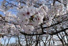 2022年3月30日　学校内の桜